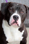 Dozer