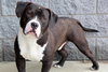 Dozer