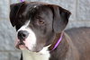 Dozer