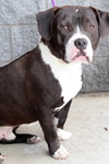 Dozer