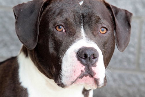 Dozer