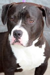 Dozer