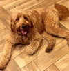 Cooper