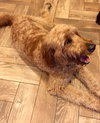 Cooper