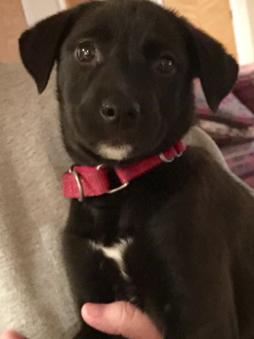 Dakota