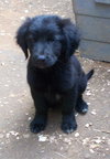 Sammy