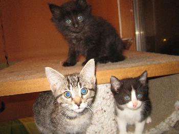 Kittens!!!