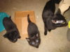 Kittens!!!