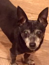 Sadie
