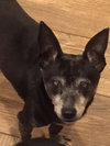 Sadie