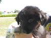 Daisy