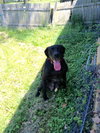 Stella