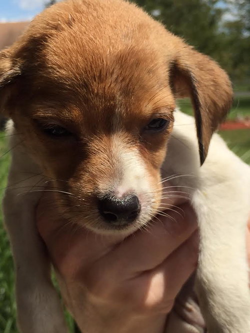 Harper