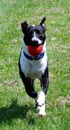 Bosley