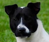 Bosley