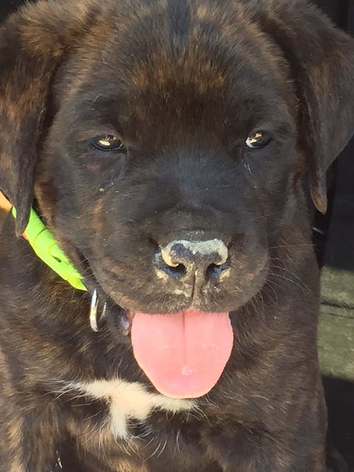 Tyson