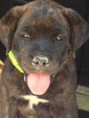 Tyson