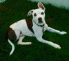 Buster