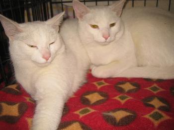 Oreo & Cookie
