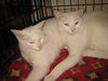 Oreo & Cookie