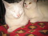 Oreo & Cookie