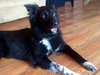 Shiloh