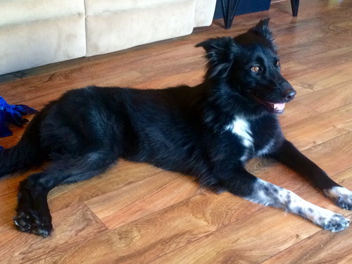 Shiloh