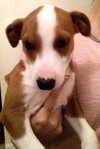 Bailey