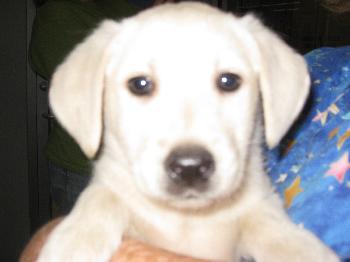 Gracie