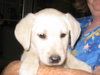 Gracie