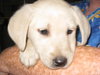 Gracie