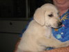Gracie