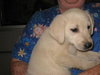Gracie