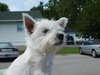 Griffy