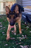 Logan
