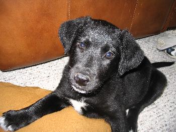 Torro