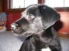 Torro