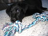 Torro