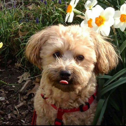 Bosco