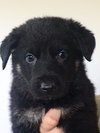 Monty