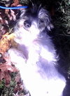 Gracie