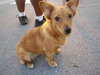 Tia