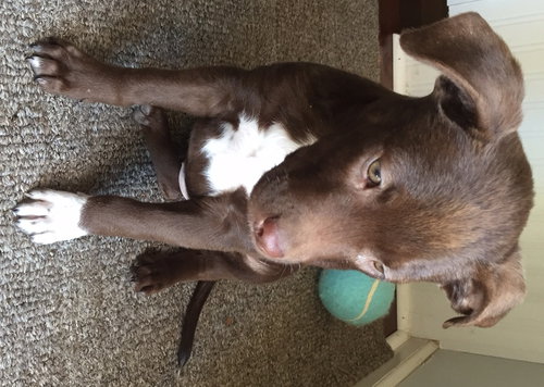 Cocoa