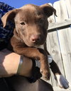 Cocoa