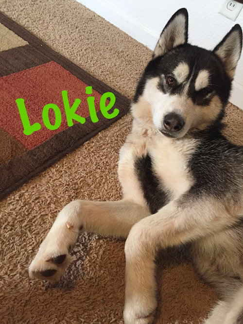 Lokie