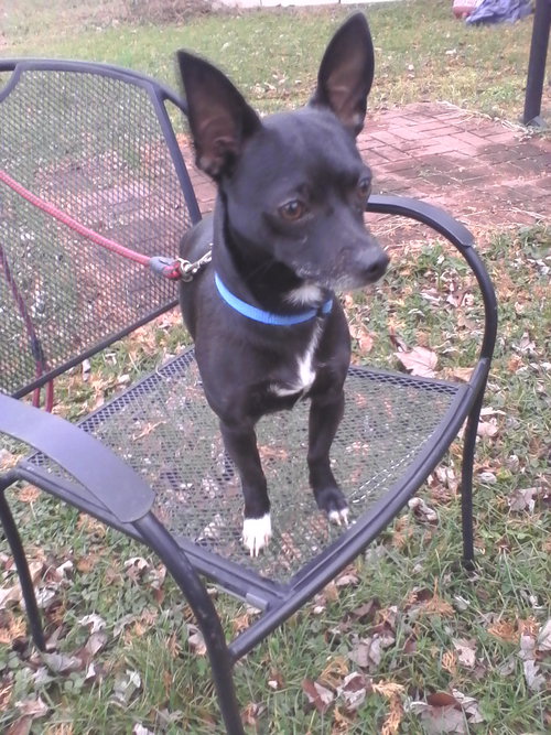 Blitzen