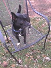 Blitzen