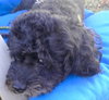 Coal