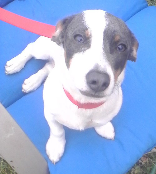 Skip