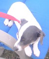 Skip
